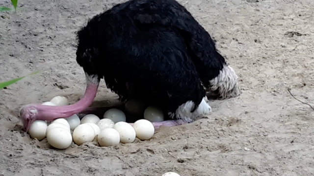 实拍鸵鸟妈妈努力用头将蛋赶在一起来孵蛋,母性的本能!
