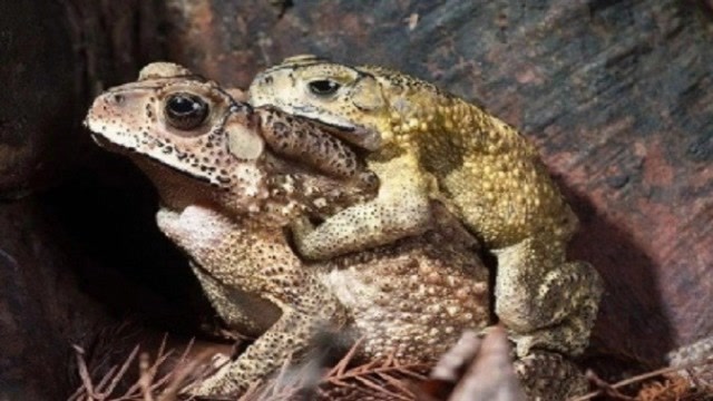 癞蛤蟆生孩子时为什么背上趴着另一只癞蛤蟆看完不许脸红呦