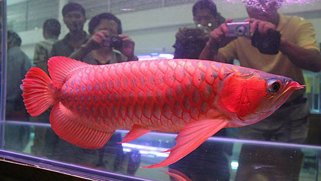 一条鱼卖出500万天价!血红龙破吉尼斯记录成最贵观赏鱼!