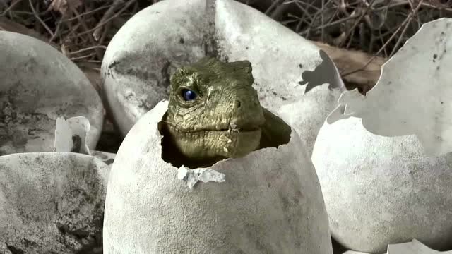 霸王龙夫妇孵蛋,只孵出两个宝宝,不料差点漏一只,恐龙史前时代