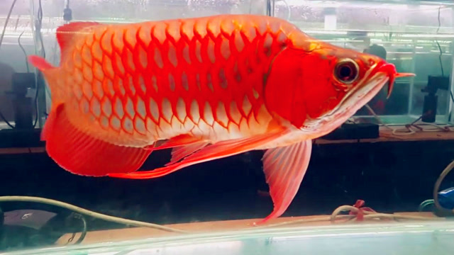 这几种花纹的大龙鱼你看看咋样?鱼友:好想买第二种