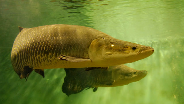 世界上最笨鱼,被称为"水中傻狍子",因好奇心差点被灭绝!