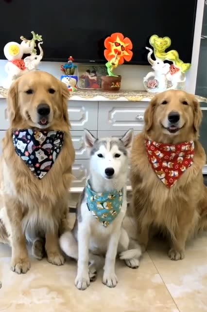 金毛蛋黄一家来合影了,可是中间的二哈怎么回事呢?