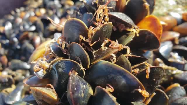 怪不得海边这么多海虹没人捡,好多不明的海虫子