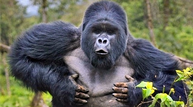 为什么大猩猩经常拍胸脯,到底想表达什么?这下长见识了
