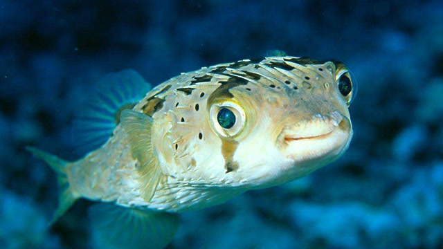 《动物世界》洪水来临,亚马逊河流迎来了红色的河豚