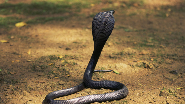 当毒辣的眼镜蛇遇到螃蟹的时候,你猜结果怎么样