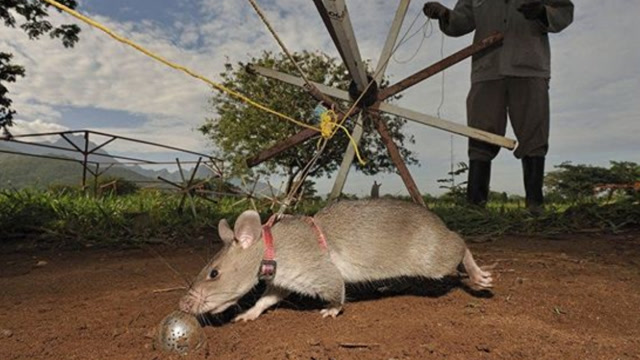 世界上最大的老鼠,每年拯救上千条人命,人们赞其为英雄鼠!