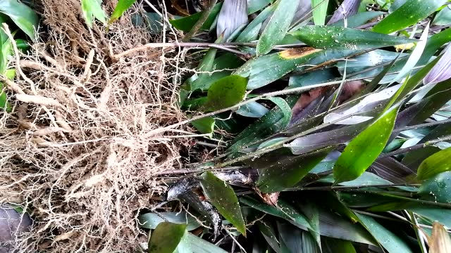 老农进山挖一种竹叶草,它的根用来煲汤很美味,有清热解毒的功效