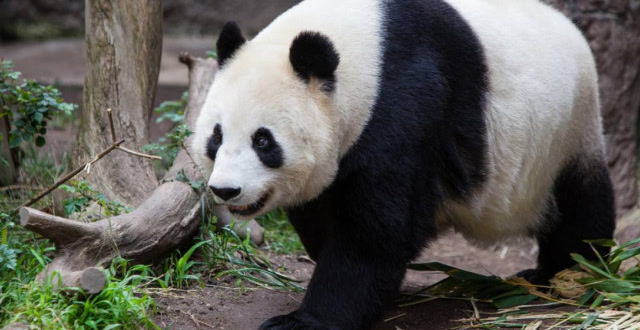 熊猫看中饲养员的外套,马上把它抢走了,国宝就是如此霸道
