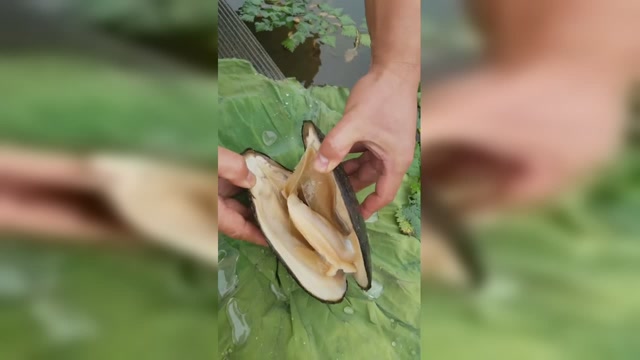 养了七年的河蚌打开的瞬间泪崩了