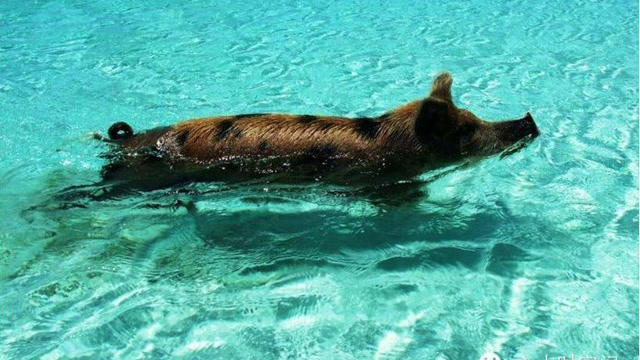 加勒比海一种会游泳的猪,热情得让人只能离它们90米!
