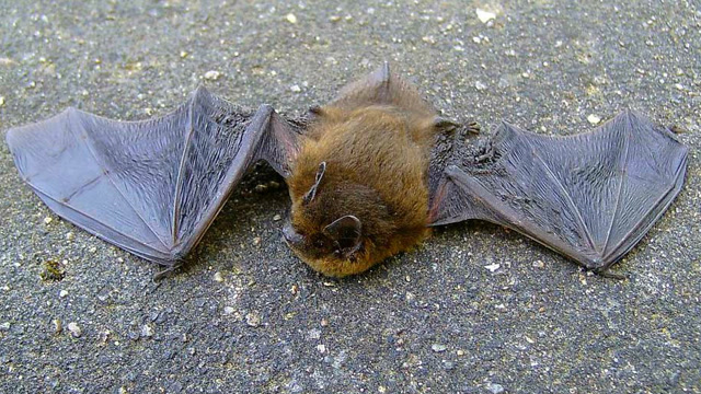 实拍花蛇缠住蝙蝠准备下肚,却遭遇蚂蚁进攻,蝙蝠侥幸逃脱!