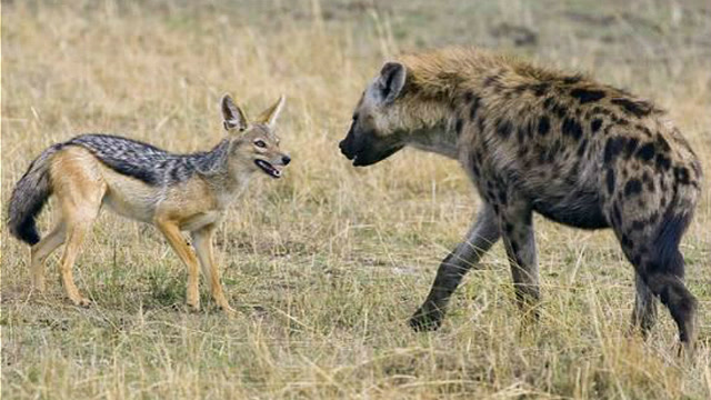 小豺狼被鬣狗掏肛,豺狼妈妈直接发飙狂怼鬣狗,结局是这样