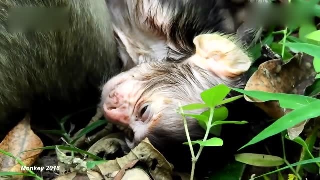 母猴刚生育完,小猴非常虚弱,躺在地上一动不动!