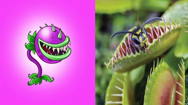 植物大战僵尸2:植物在现实生活中的形象