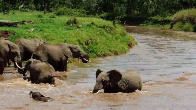 一群大象排队过河,小象突然被水冲走,大象们的做法令人感动