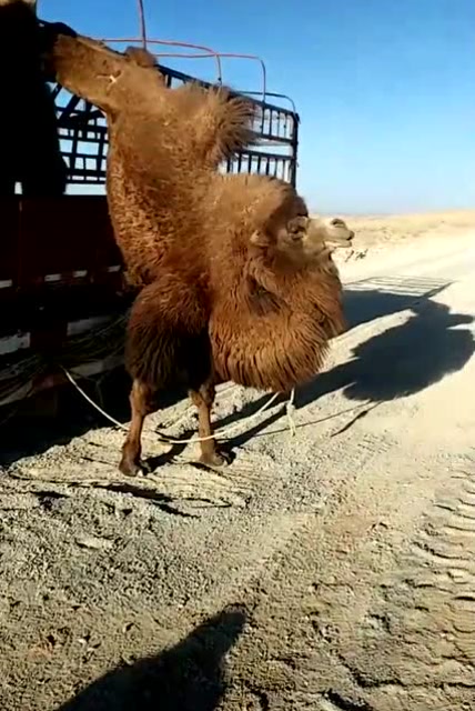 沙漠飞驼 可把我害死了