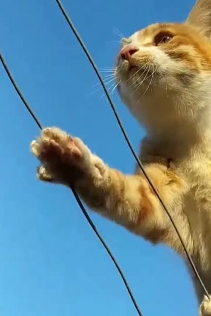 可爱的猫咪走钢丝