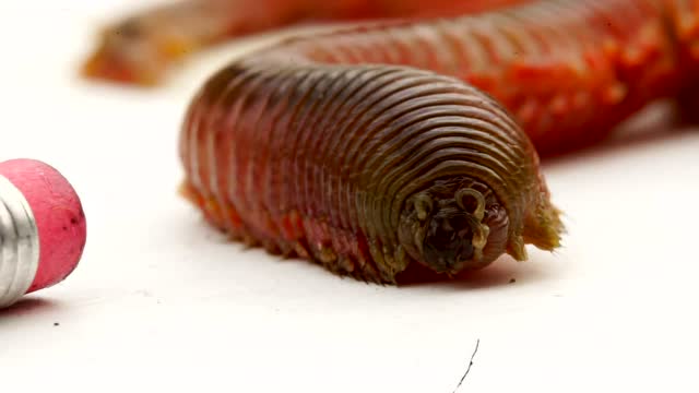 恐怖的蠕虫,它的嘴巴里隐藏了一对锐利的尖牙