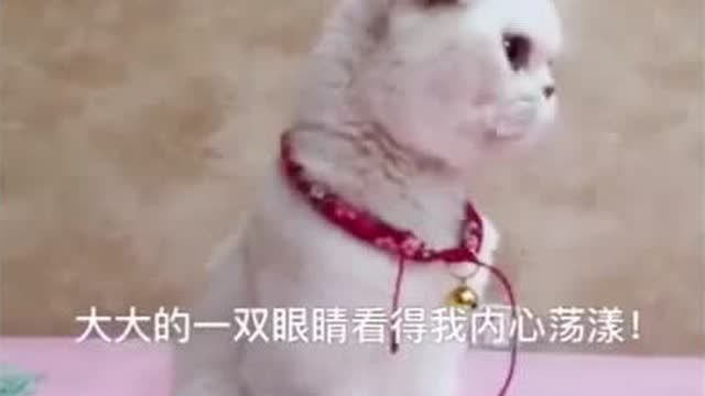 搞笑二豆;现在的二豆可以和瓜子拼智力了,看完瓜子都服了