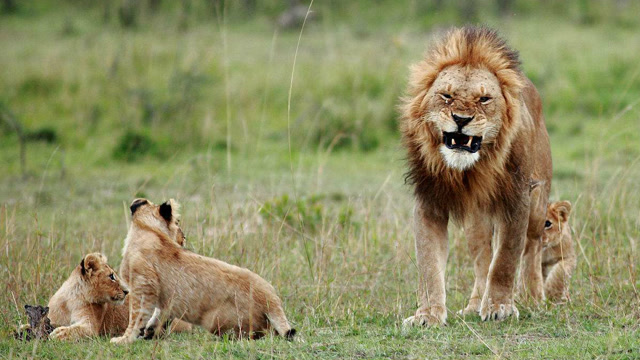 小狮子第一次回族群,雄狮过来仔细检查,幸好最后接纳了