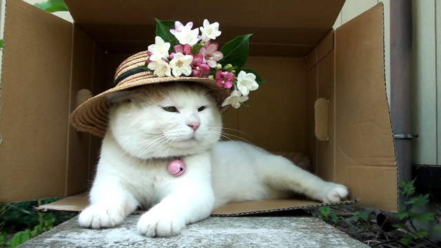 猫大叔的审美提升了不少,它现在的头饰比以前漂亮多了