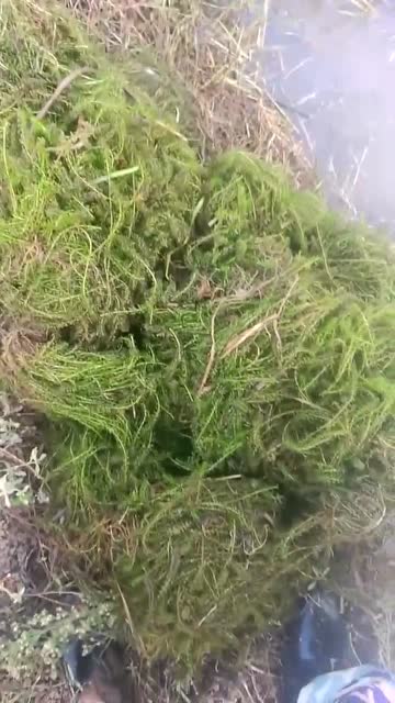 伊乐藻,俗称吃不败