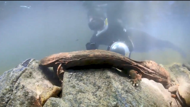 美国新物种,科学家命名"网状海妖",100年来发现的最神秘生物