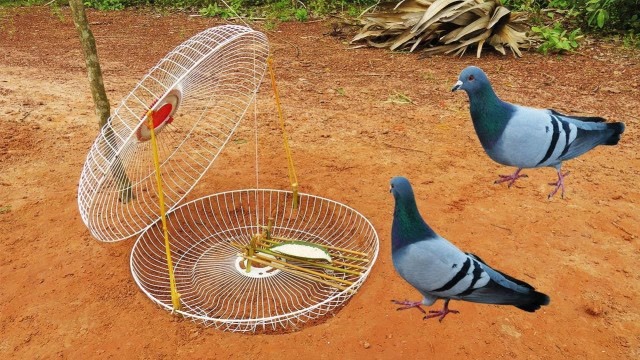 用电风扇的外框保护罩能做诱捕陷阱! 抓鸽子轻而易举!