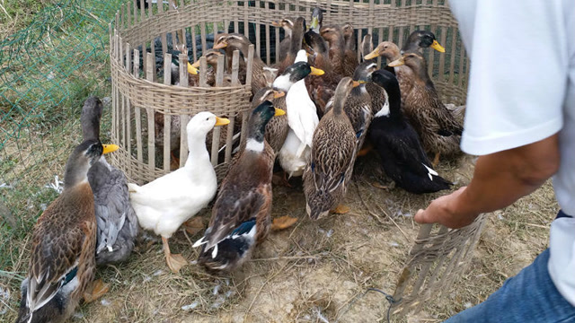 5000只走地稻鸭滞销,茂名农民急盼客商上门