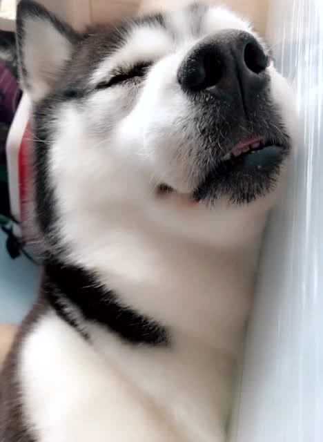 二哈睡觉的样子好可爱,果然不拆家的时候还是只好狗