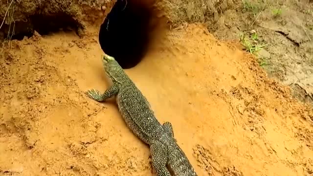 蜥蜴和蟒蛇大战,竟被压迫到毫无还手之力,太可怕了