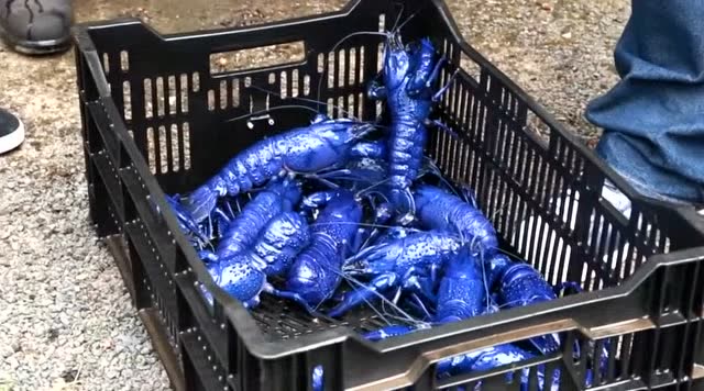 你吃过蓝色小龙虾吗?味道如何?