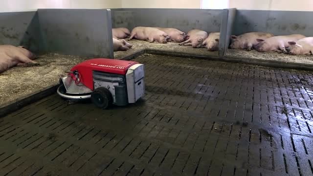 国外养猪场智能化设备图片