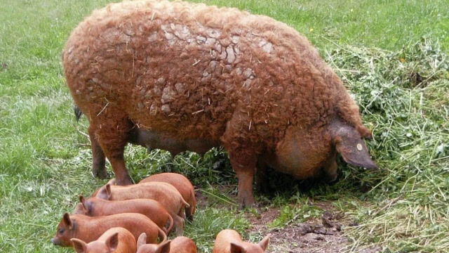 英国出现了一只变异猪,全身卷毛覆盖似绵羊,专家看完大呼不可思议