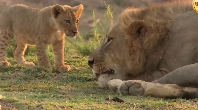 自然传奇:小狮子竟然对雄狮表现出了强烈的好奇
