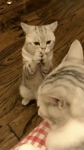 猫咪犯错误了主动作揖请求原谅太可爱了