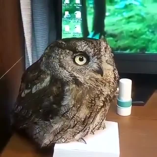 站本子上的胖猫头鹰