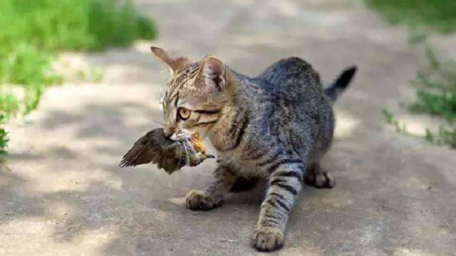 猫星人捕猎精彩瞬间合集,这才是真正的捕猎高手,身手真是霸气!