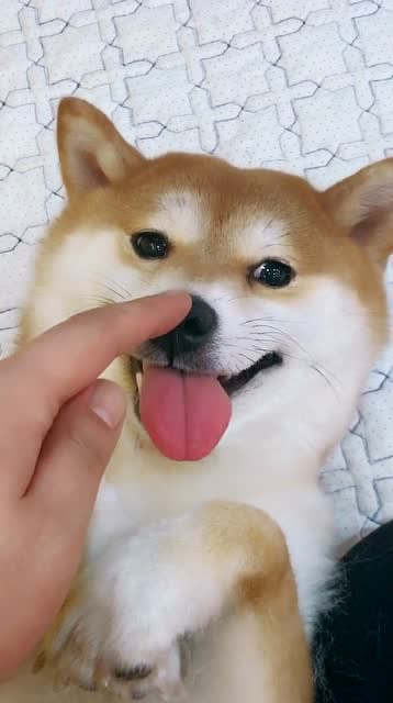 逗弄柴犬,太可爱了,小鼻子一动一动让人心动