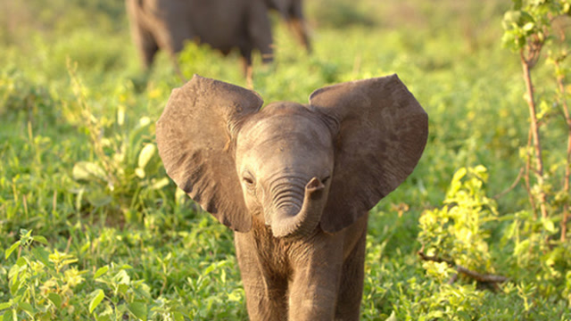 养一只宠物大象家里会变成什么样?网友:主人心真大!