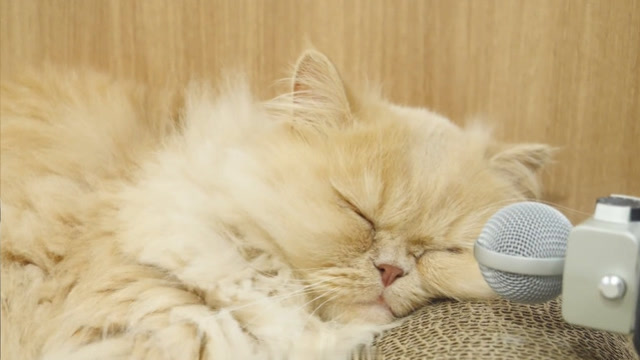 悠闲的喵星人,睡得这么香甜,让人好羡慕啊!