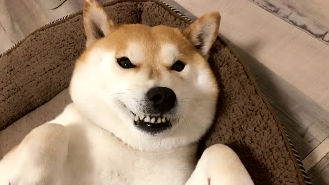 柴犬不知怎么了,冲着铲屎官龇牙咧嘴还抛媚眼