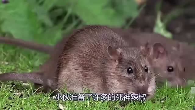 老鼠吃辣椒吉林图片