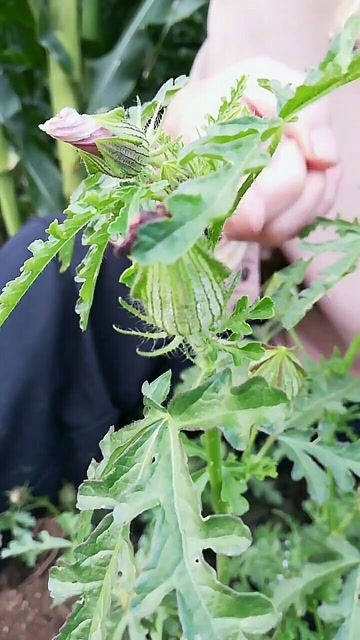 野西瓜苗,也叫和尚头,灯笼花,野生天然的中草药.