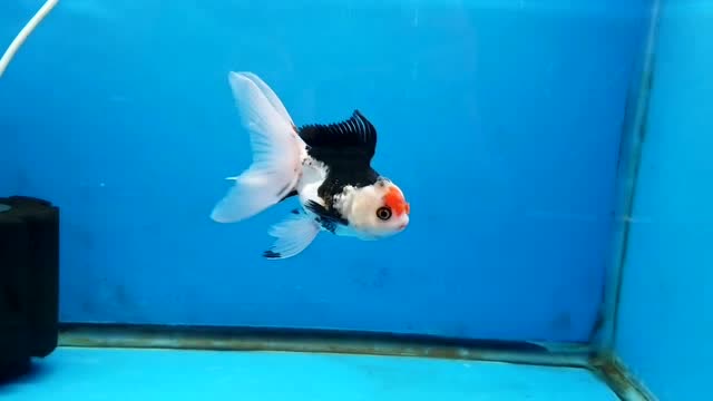 水中的"小熊猫",还带着些喜庆,特别赞的小泰狮