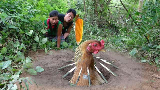 美女野外自制陷阱抓母鸡,就地生火做烤鸡,看完口水都流出来了