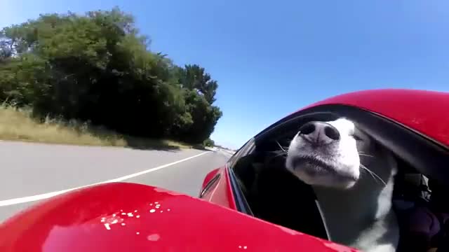 主人开车带二哈去兜风,看这样子多惬意啊