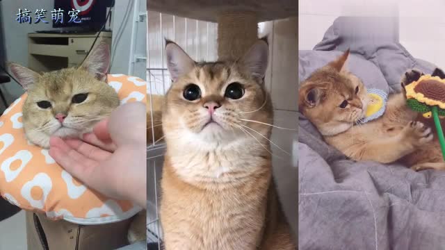 猫咪莫名其妙被主人扇了一巴掌,下一秒它的反应忍住别笑!